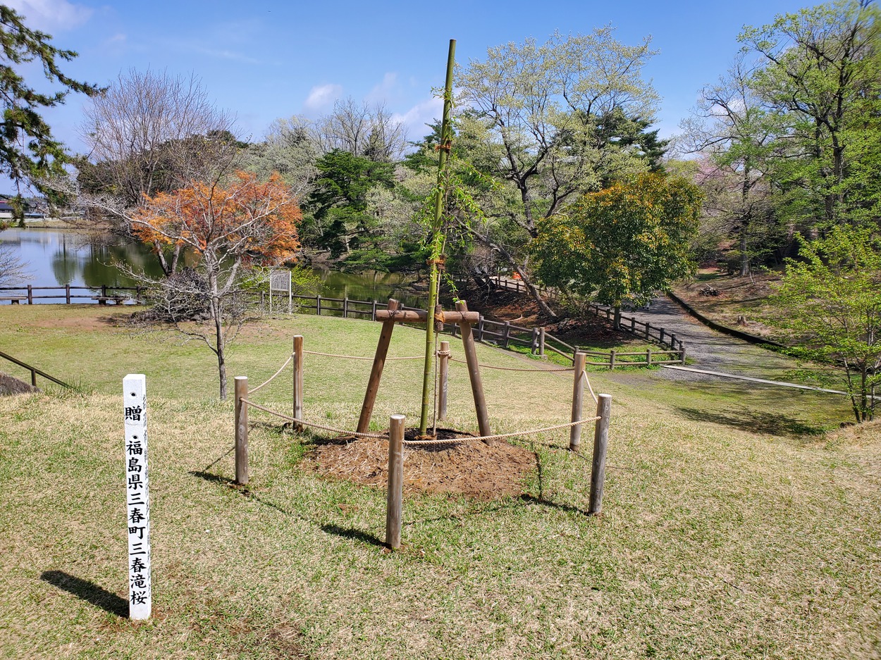 朝日山公園三春滝桜子孫樹